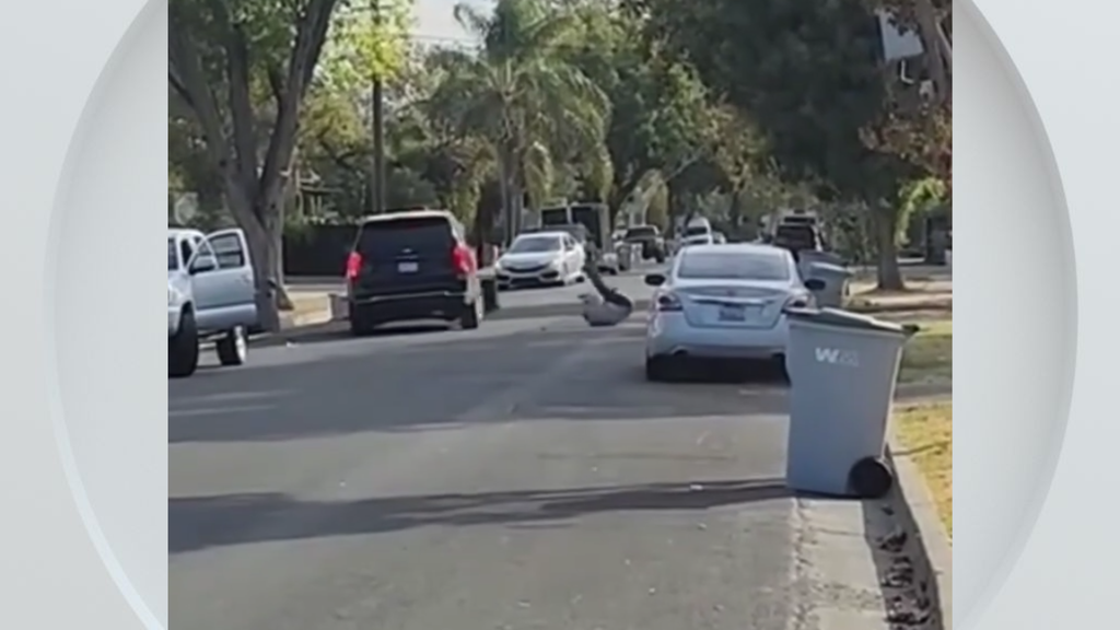 Federal immigration vehicle hits pedestrian in Woodland, police say — CBS Bay Area (KPIX), Naples Health news