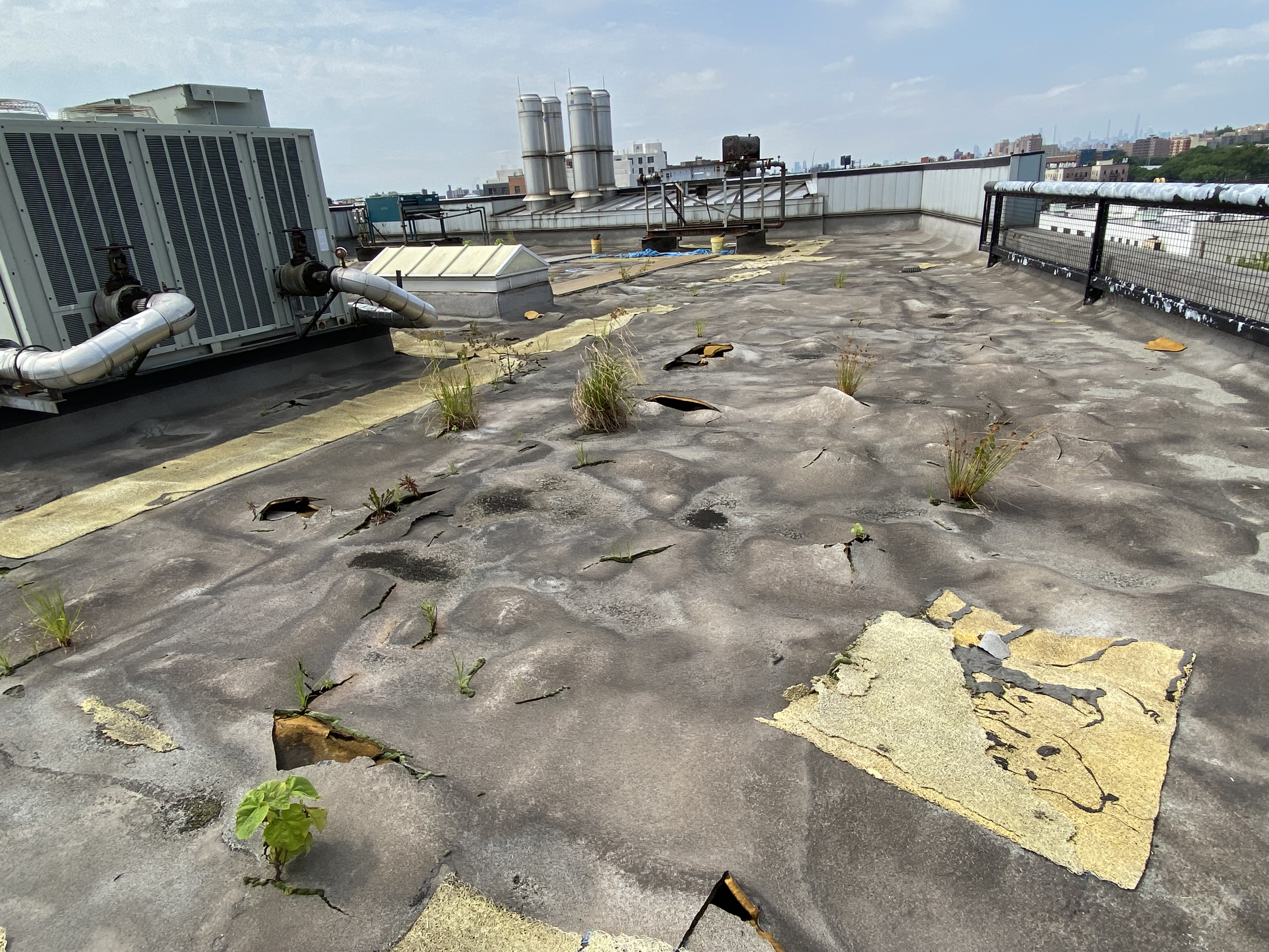 MTA train yards are in such bad shape plants are growing out of the roof, watchdog says — Gothamist