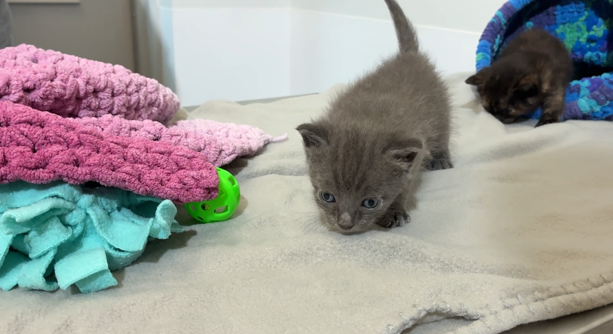 Kittens recovering after being buried alive in Florida backyard — WISN 12 Milwaukee