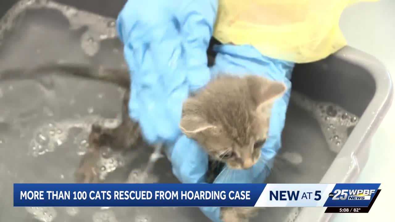 More than 100 cats rescued from hoarding situation in Port St. Lucie — WPBF West Palm Beach, Naples Health news