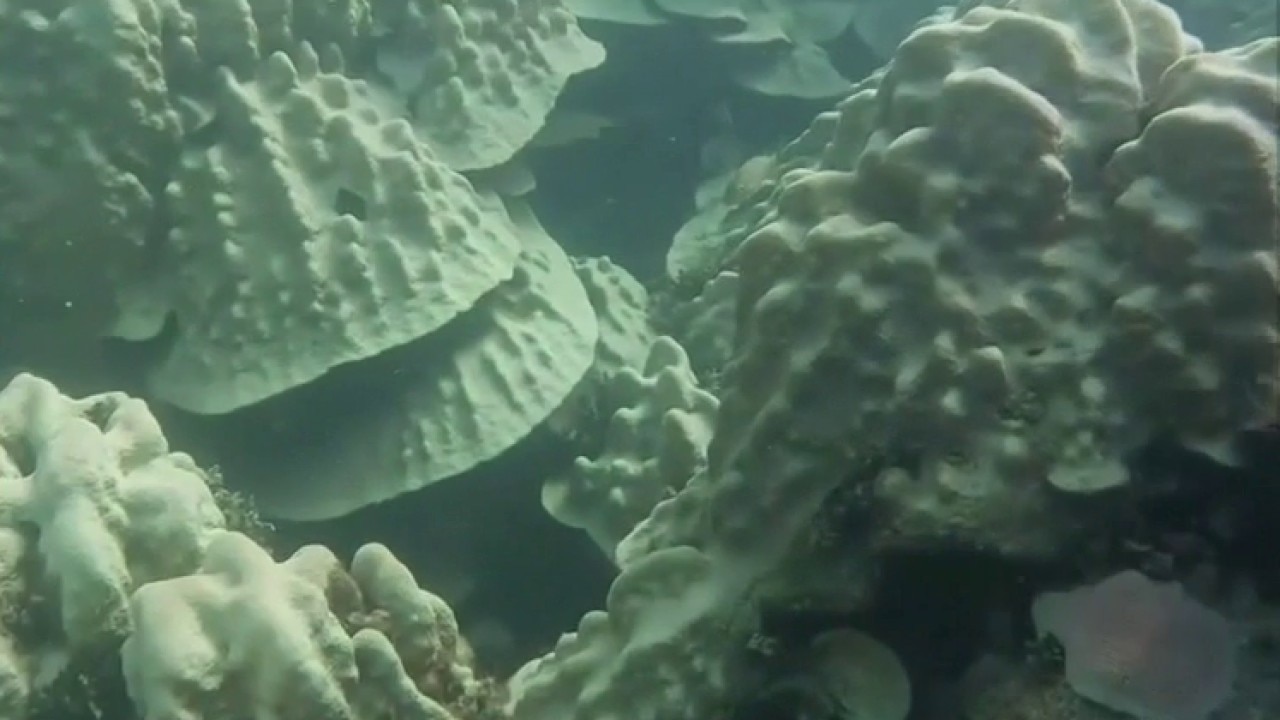 Stanford scientists discover method to help coral recover from bleaching — KTVU FOX 2 Bay Area